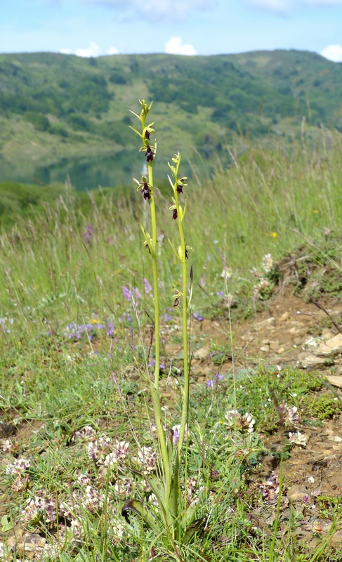 Il lago di Campotosto, orchidee, maltempo eschiarite! maggio/giugno 2023.